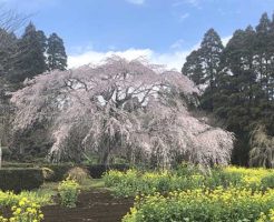 野呂町-枝垂れ桜
