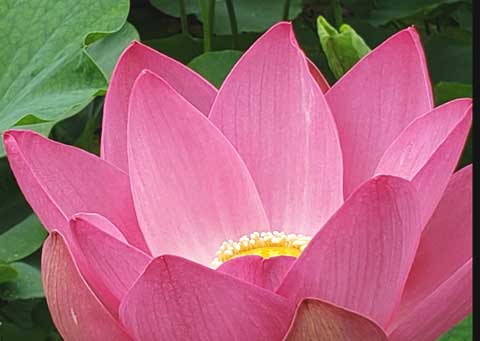 蓮の花と仏教